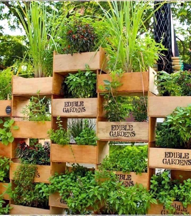 Vườn rau sạch trong ống bơ, chai lọ, lốp xe... đẹp hiếm thấy - 23 Vườn rau sạch trong ống bơ, chai lọ, lốp xe... đẹp hiếm thấy - 23