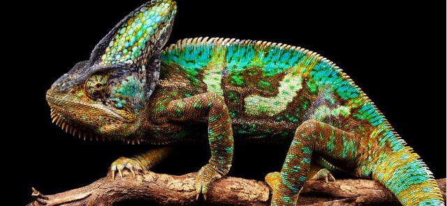 "Finding" the most colorful animal in the world - 3