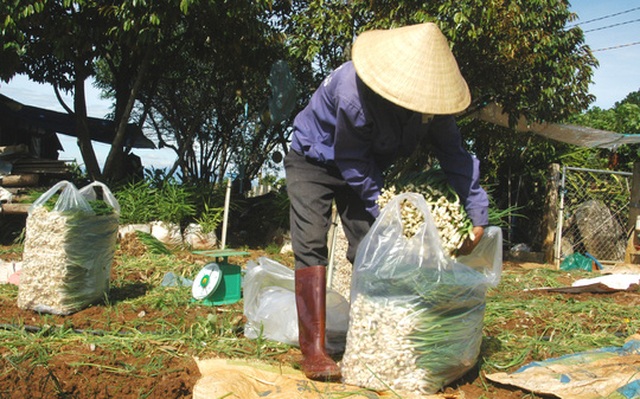 Rau Đà Lạt tăng giá, cháy hàng - 4
Lo ngại giá rau tăng, nhiều doanh nghiệp sẽ hóa trang rau Trung Quốc thành ra Đà Lạt.