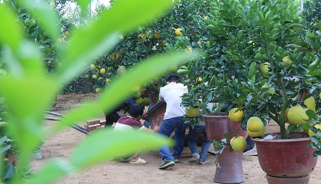 Bưởi cảnh giá hàng chục triệu đồng chuẩn bị đón Tết - 3 Nhà vườn ở Tứ Liên (Tây Hồ, Hà Nội) này có khoảng trên dưới 70 gốc bưởi. Chủ vườn cho biết, giá bưởi cảnh từ 3 triệu đồng đến 40 triệu đồng, tùy cây.