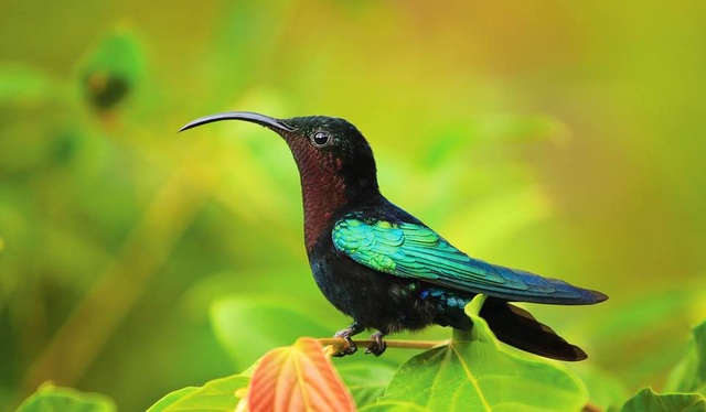 Top 10 quốc gia nhất định phải đến năm 2017 - 4
4. Dominica. Người dân địa phương nói đùa rằng nếu Christopher Columbus đội mồ sống lại và trở về vùng biển Caribbean, thì Dominica là hòn đảo duy nhất mà ông có thể nhận ra. Bởi nơi đây vẫn giữ nguyên được những quang cảnh hoang dã với bờ biển hoang vắng, những khu rừng rậm và nhiều loài động vật quý hiếm. Nhưng theo Lonely Planet, năm 2018, hòn đảo này sẽ khởi công những công trình hiện đại phục vụ du lịch, do vậy, hãy đến Dominica trước khi những khung cảnh hoang sơ biến mất.
