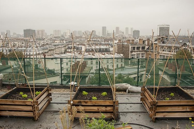 Thủ đô Paris: Người dân trồng cây quanh thành phố - 6 Thủ đô Paris: Người dân trồng cây quanh thành phố - 6