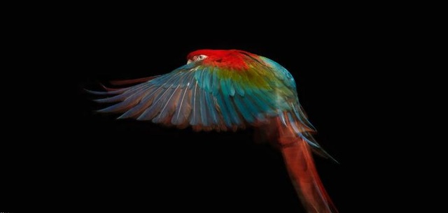 "Finding" the most colorful animal in the world - 5