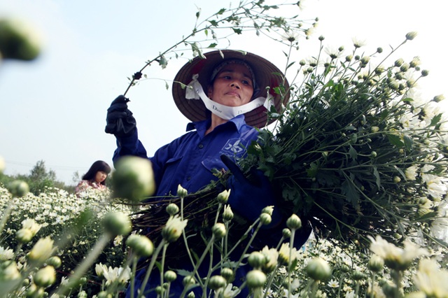 Cúc họa mi được mùa, nông dân Hà Nội thu cả trăm triệu - 7 Ngoài việc bán hoa, vài năm gần đây người dân có thêm thu nhập nhờ dịch vụ chụp ảnh trong vườn nở rộ. Mỗi nhà vườn thu trung bình 20.000 đồng một người cho một lần vào chụp ảnh.