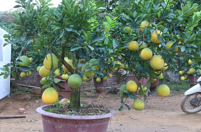 Bưởi cảnh giá hàng chục triệu đồng chuẩn bị đón Tết - 7 Thời điểm hiện tại đã có một số cây bưởi cảnh được khách đặt mua hoặc thuê. Bưởi cảnh to cần không gian rộng như công sở, công ty. Chủ nhân của vườn cho hay phần lớn những người đến đặt mua hoặc thuê từ thời gian này đều bảo nhà vườn chuyển đến trong đầu tháng Chạp.