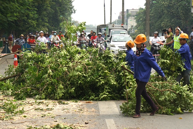 Hà Nội tiếp tục dịch chuyển 106 cây cổ thụ trên đường Kim Mã - 9 Người điều khiển phương tiện giao thông đứng chờ, công nhân cắt tỉa một cây xà cừ trên đường Kim Mã