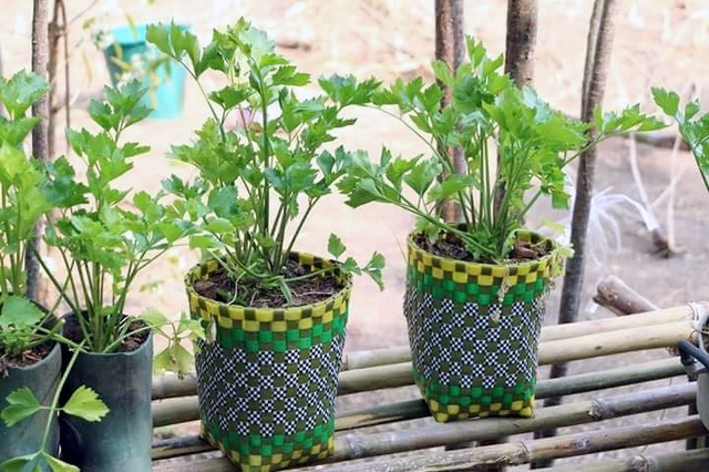 Vườn rau sạch trong ống bơ, chai lọ, lốp xe... đẹp hiếm thấy - 8 Rau được trồng trong các giỏ nhựa