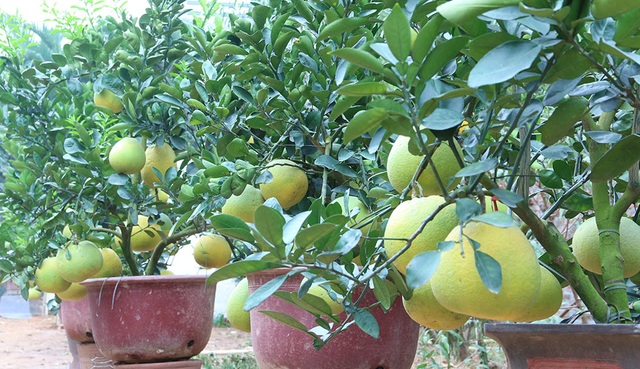 Bưởi cảnh giá hàng chục triệu đồng chuẩn bị đón Tết - 8 Cận cảnh một số cây bưởi cảnh loại nhỏ trong vườn.