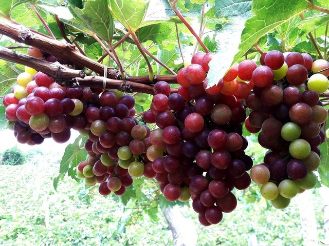 Những trải nghiệm chỉ có ở Hang Rái - 9 Những trải nghiệm chỉ có ở Hang Rái - 9
