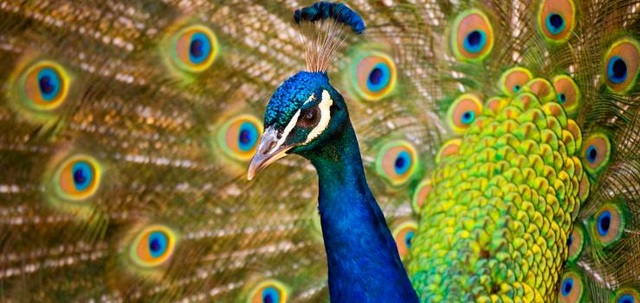 "Finding" the world's most colorful animal - 9