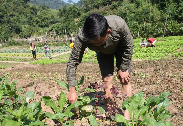 Thầy cô giáo vùng biên trồng rau, nuôi lợn giữ chân học trò - 3 Vườn rau với nhiều loại rau khác nhau, đủ cung cấp cho bếp ăn bán trú phục vụ 251 học sinh.
