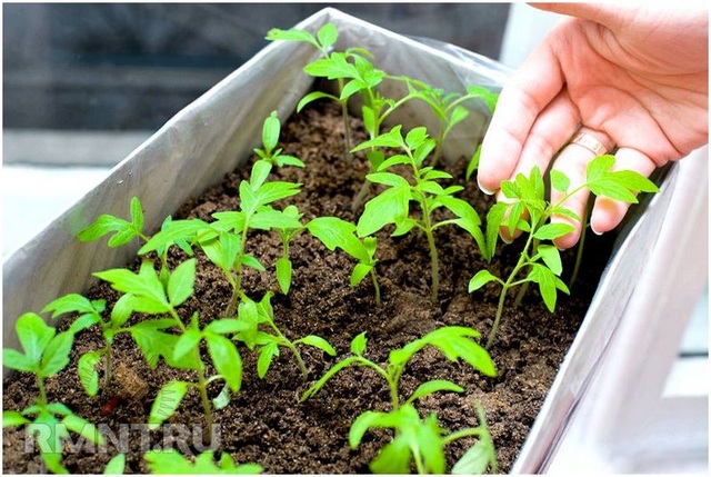 Rau sạch vườn nhà: Lưu ý khi trồng loại rau họ cải - 1 Rau sạch vườn nhà: Lưu ý khi trồng loại rau họ cải - 1