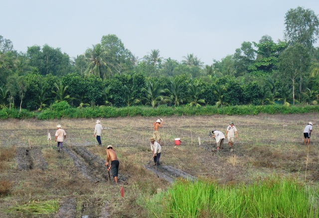 Rượu bia nhiều rồi, lao động cho khỏe người! - 7 Nông dân Bình Tân - Vĩnh Long đào đất chuẩn bị vụ mùa khoai lang