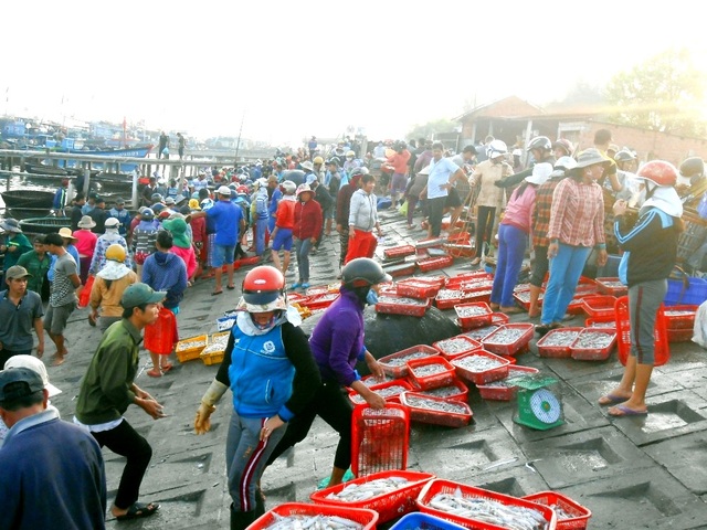 Quảng Nam được mùa mực cơm - 1 Từ sáng sớm rất đông người dân đợi sẵn để thu mua mực