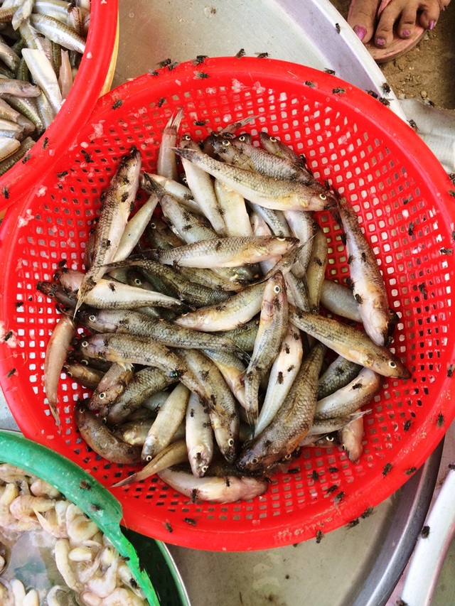 Sau vụ cháy cực lớn kéo dài 5 ngày, “giặc ruồi” bất ngờ bủa vây - 4 Sau vụ cháy cực lớn kéo dài 5 ngày, “giặc ruồi” bất ngờ bủa vây - 4
