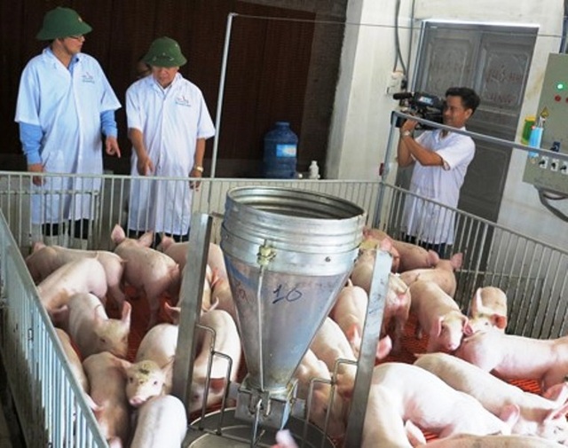 “Giải cứu” heo: Đừng để tư thương, đầu nậu “thông đồng” ép giá, trục lợi - 1 Chủ tịch UBND tỉnh Bình Định Hồ Quốc Dũng (trái) trực tiếp về huyện Hoài Ân - nơi được xem là Thủ phủ heo miền Trung kiểm tra, chỉ đạo các ngành chức năng giải cứu người chăn nuôi heo của tỉnh