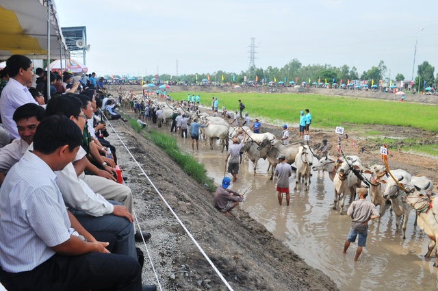24 đôi bò tranh trài quyết liệt, một nài bò bị giẫm lên người phải đi cấp cứu - 1 Giải đua bò TP Châu Đốc 2017 có 24 đôi bò tham gia tranh tài