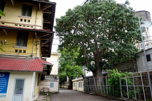 Ngắm cây Bao báp lâu đời nhất Sài Gòn vào mùa nở hoa - 1
Trong khuôn viên trường Đại học Sư phạm TPHCM, quận 5 đã trồng 1 cây bao báp gần 25 năm nay.