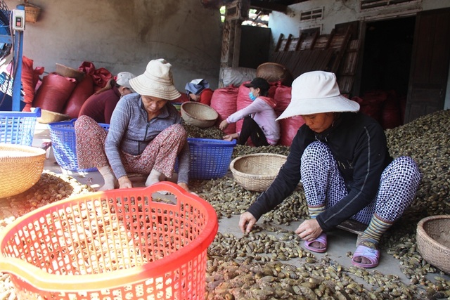 Thương lái lùng sục mua cau non bán sang Trung Quốc, giá cau tăng kỷ lục - 2
Các nhân công đang lựa cau non đạt chất lượng trước khi đi sấy để xuất sang thị trường Trung Quốc