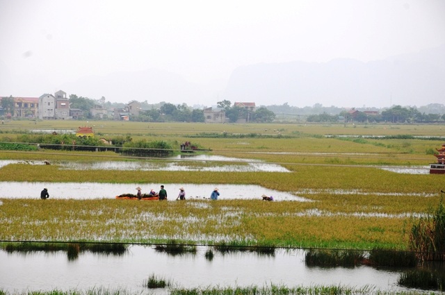 Hơn 700 chiến sĩ giải cứu "át chủ bài" tiêu úng vùng Gia Viễn - 1 Hàng nghìn ha lúa của huyện Gia Viễn, Ninh Bình ngập sâu trong nước lũ.