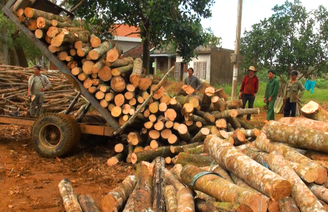 Cao su, keo đổ rạp sau bão, nông dân “nuốt” nước mắt bán giá rẻ - 3 Người trồng cao su chặt cây bán rẻ