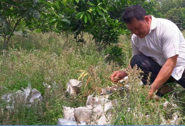 Bỏ tiền tỷ vào gừng mà không bán được: Sở Nông nghiệp "vào cuộc" giải cứu - 2 Sở NN-PTNT đề nghị các địa phương rà soát lại diện tích trồng gừng...