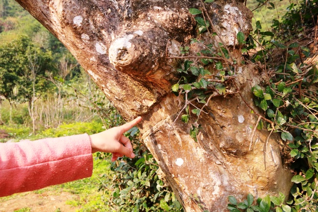 Độc lạ cây duối nghìn năm có dáng “bàn tay phật” ở Ninh Bình - 10
Vì là cây có nhiều ý nghĩa tâm linh nên người dân địa phương rất chăm sóc và bảo vệ. Người dân địa phương kể, xưa kia có người đến định chiết và cưa trộm một nhánh cây về trồng, tuy nhiên cưa mãi nhưng phần thân này không đứt được mà lưỡi cưa bị gãy, người này sau gặp tai họa, vết cắt này hiện vẫn còn lưu lại trên thân cây. Từ đó không ai dám xâm hại đến cây duối này nữa.