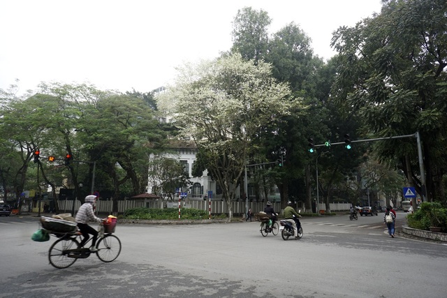 Hà Nội vào mùa hoa sưa trắng - 11
Màu hoa sưa không thể lẫn trong thiên nhiên Hà Nội.
