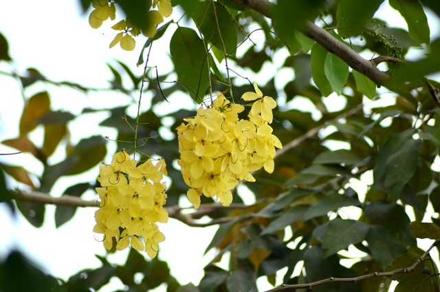 “Khi thấy Muồng Hoàng Yến, là biết đã giữa năm” - 10 Mỗi hoa đường kính 4–7cm với 5 cánh hoa màu vàng tươi có hình bầu dục rộng, gần bằng nhau có móng ngắn; nhị 10, bao phấn phủ lông tơ ngắn. Bầu và vòi nhụy phủ lông tơ mượt.
