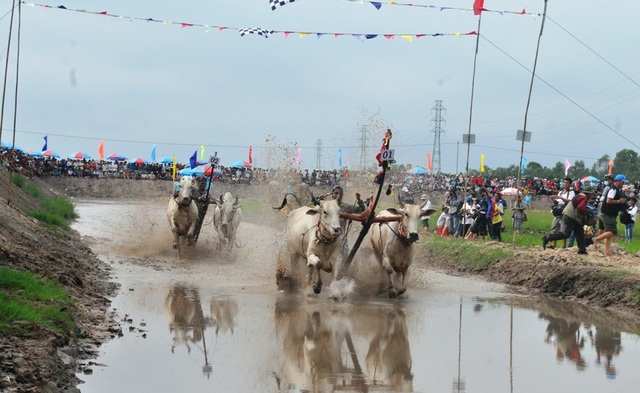 24 đôi bò tranh trài quyết liệt, một nài bò bị giẫm lên người phải đi cấp cứu - 10 24 đôi bò tranh trài quyết liệt, một nài bò bị giẫm lên người phải đi cấp cứu - 10