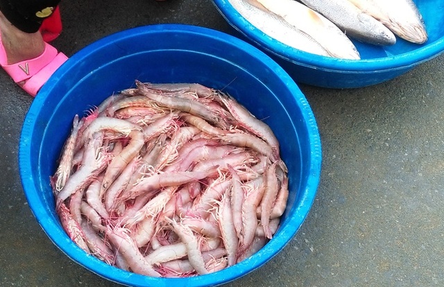 Trúng lớn mùa cá khoai đầu năm, ngư dân “hái” bạc triệu mỗi ngày - 11 Trúng lớn mùa cá khoai đầu năm, ngư dân “hái” bạc triệu mỗi ngày - 11