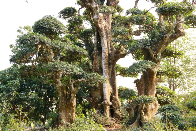 Độc lạ cây duối nghìn năm có dáng “bàn tay phật” ở Ninh Bình - 12 Nhiều người trong giới bon sai cây cảnh đến tham quan và đánh giá, đây là cây duối là có dáng thế đẹp độc nhất vô nhị tại Việt Nam.