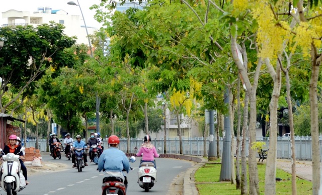 “Khi thấy Muồng Hoàng Yến, là biết đã giữa năm” - 12 Đây là loài cây trung tính, thiên về ưa sáng, mọc nhanh, chịu hạn tốt. Cây con ưa bóng nhẹ.