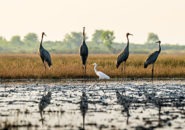 Những hình ảnh xuất sắc của nhiếp ảnh gia Việt đăng trên National Geographic - 12 Nội dung của bức ảnh này giống như một buổi trình diễn thời trang giữa một cánh đồng vô tận vào buổi sáng. Ở đó, chú cò như là một người mẫu đang sải bước còn những chú sếu đầu đỏ - một trong 15 loài động vật cần bảo tồn trên thế giới - như là hội đồng giám khảo. (Click vào đây để xem ảnh kích thước lớn)