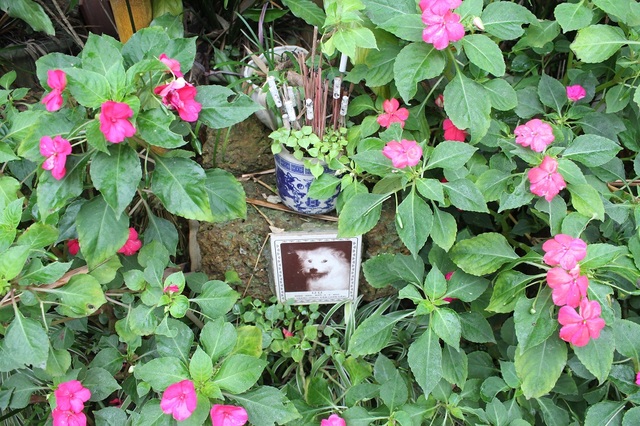 Một ngôi mộ chó được trồng đầy hoa xung quanh, thậm chí trên bát hương còn có cả thuốc lá!
