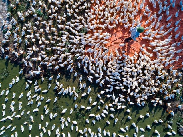 Ảnh đẹp nhất trong ngày 6/6/2017. Vịt cỏ Vân Đinh từ rất lâu đã trở thành món ăn nổi tiếng của Việt Nam. Nuôi vịt là công việc truyền thống hàng trăm năm ở Vân Đình, một xã ở phía tây nam Hà Nội. Vịt ở đây dường như đã quen với việc cho ăn, chúng vây quanh người nông dân mỗi khi anh xuất hiện. Bức ảnh này được Matt Adams, biên tập viên National Geographic nhận xét: Tôi nghĩ đây là hình ảnh chăn vịt đầu tiên tôi được thấy trên cộng đồng National Geographic. Góc chụp ảnh từ trên cao là một ý tưởng tuyệt vời, nó cho tôi thấy số lượng lớn các con vịt đang được nuôi ở đây. Tôi bị mê hoặc bởi khuôn hình xoáy tạo ra bởi những chú vịt này.