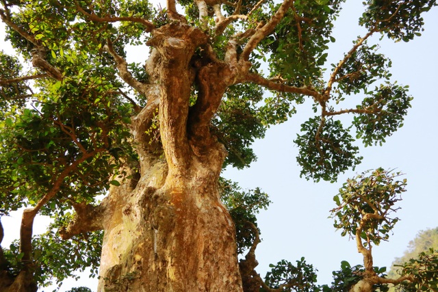 Độc lạ cây duối nghìn năm có dáng “bàn tay phật” ở Ninh Bình - 14 Cây duối quanh năm xanh lá, phủ bóng mát và điểm đặc biệt là người ta không bao giờ thấy cây rụng lá.
