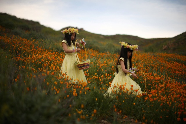 Hai cô bé bước đi trên cánh đồng đang nở đầy hoa dại vào mùa xuân, nằm ở thành phố Lake Elsinore, bang California, Mỹ. (Ảnh chụp ngày 14/3)