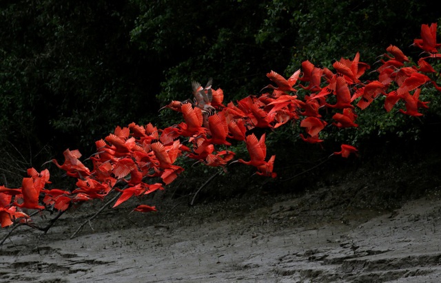 Cò quăm đỏ bay gần một đầm đước ở cửa sông Calcoene, thuộc bang Amapa, miền bắc Brazil. (Ảnh chụp ngày 6/4)