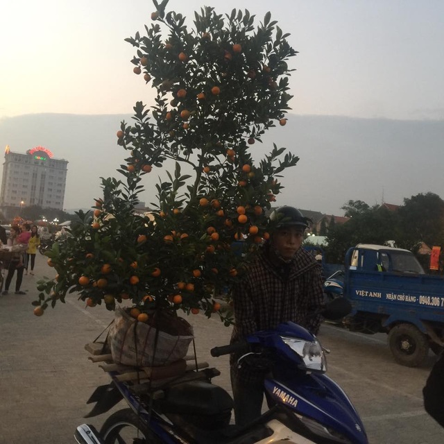 Mổ gà, chở cây dịp Tết, kiếm bạc triệu mỗi ngày - 4 Càng những ngày cận Tết, giá cả càng tăng hơn