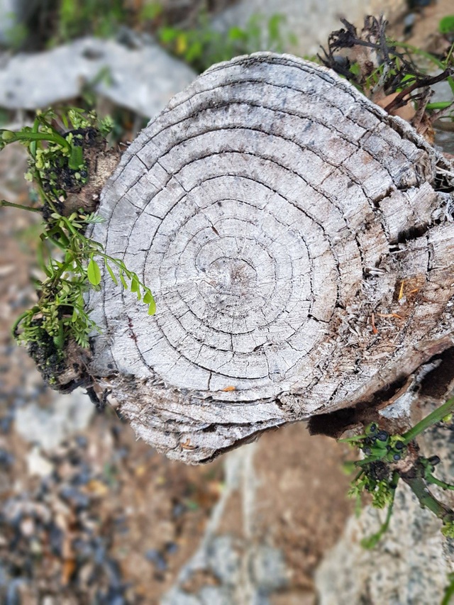 So sánh "sức mạnh" camera trên Galaxy S8 và iPhone 7+ - 2 Chế độ Selective Focus trên Galaxy S8