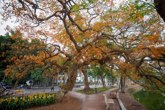 Cây lộc vừng cổ thụ bên Hồ Gươm như “khoác” một màu áo mới. Khung cảnh đẹp lạ thường này khiến cho nhiều người ví von thời khắc này chính là “mùa thu thứ 2” ở Hà Nội.