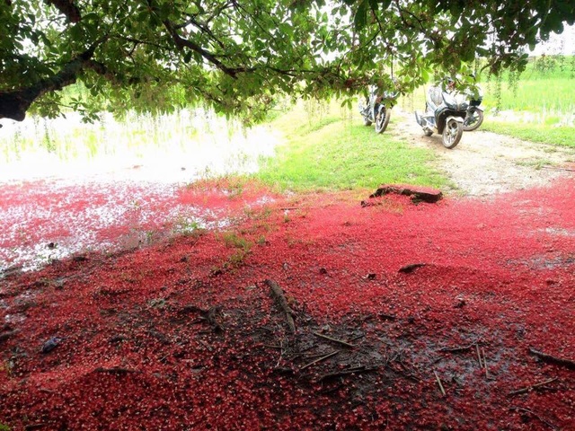 Hàng năm cây lộc vừng nở hoa hai lần, vào mùa hè và cuối mùa thu. Mỗi lúc mặt trời xuống bóng, hoa bắt đầu nở, hoa thơm nồng nàn rất dễ chịu.