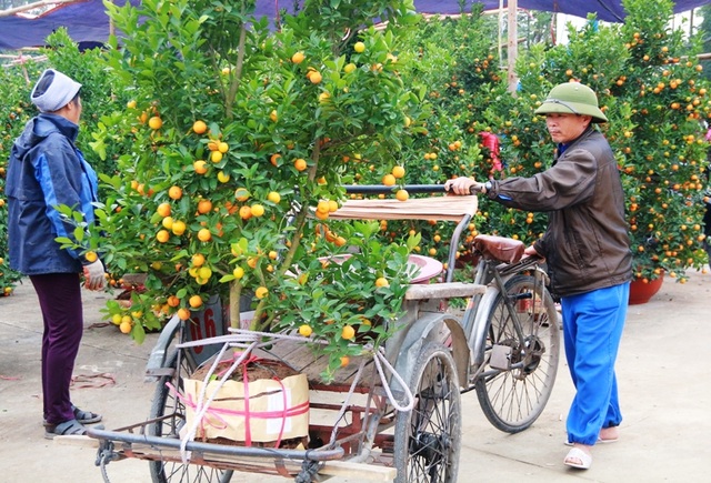 Kiếm tiền triệu nhờ chở quất, đào ngày giáp Tết - 1 Nhu cầu mua sắm của người dân dịp cận Tết tăng cao nên những người làm nghề chở hàng thuê lúc nào cũng đắt khách.