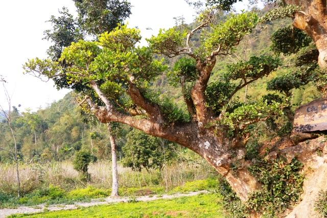 Độc lạ cây duối nghìn năm có dáng “bàn tay phật” ở Ninh Bình - 2 Cây có dáng rất độc lạ giống với “bàn tay phật” bởi thân chính và 3 thân phụ khác của cây mọc thẳng đứng nằm cạnh nhau như 4 ngón của bàn tay khi được chắp lại. Còn một nhánh mọc xiên và nghiêng về hướng khác (tượng trưng ngón trỏ lệch ra).