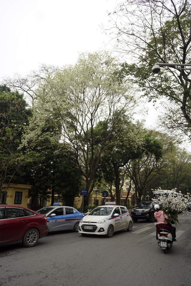 Hà Nội vào mùa hoa sưa trắng - 2 Một cây sưa gần như không nhìn thấy lá xanh, thay vào đó là hàng nghìn chùm hoa trắng tinh khiết.