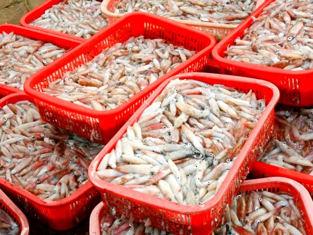 Quảng Nam được mùa mực cơm - 2 Mực cơm tươi rói, được mùa được giá