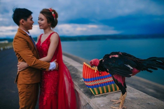 Chú rể mê gà chọi, ảnh cưới cũng không thể thiếu "vật cưng" - 8 Được biết, Tường Duy và Ý Chung đã yêu nhau được 7 năm và sẽ nên duyên vợ chồng vào ngày 14/7 tới đây.