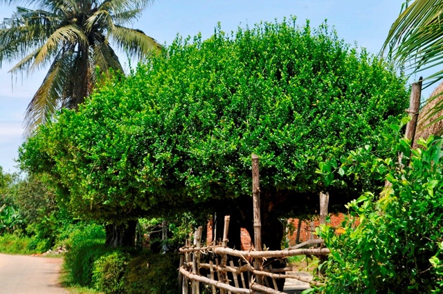 Chiêm ngưỡng 4 cây duối hơn 100 năm tuổi tuyệt đẹp ở Quảng Nam - 2 Bốn cây duối hơn 100 năm tuổi của gia đình ông Được
