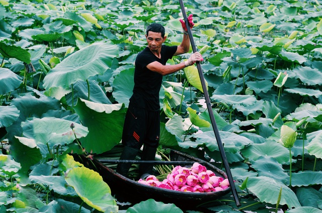 Kiếm tiền triệu mỗi ngày nhờ trồng sen Hồ Tây - 2
Vào mùa, sen nở tầm 4 -5 giờ sáng. Đây cũng là lúc hương sen quyện trong gió và người hái sen phải tranh thủ hái nhanh. Một ngày, đầm sen rộng 5 ha của anh Bùi Mạnh Hiếu có thể thu từ 3.000 - 4.000 bông. Anh Hiếu thuê thêm 3 lao động hái sen.